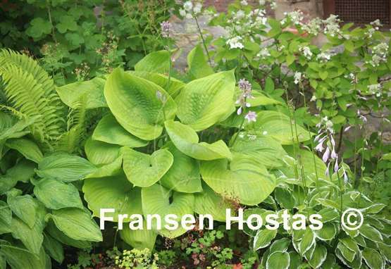 Hosta Sum and Substance